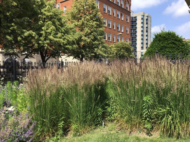 View of the Museums' rain garden facing the street