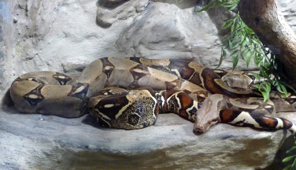 Boa constrictor
