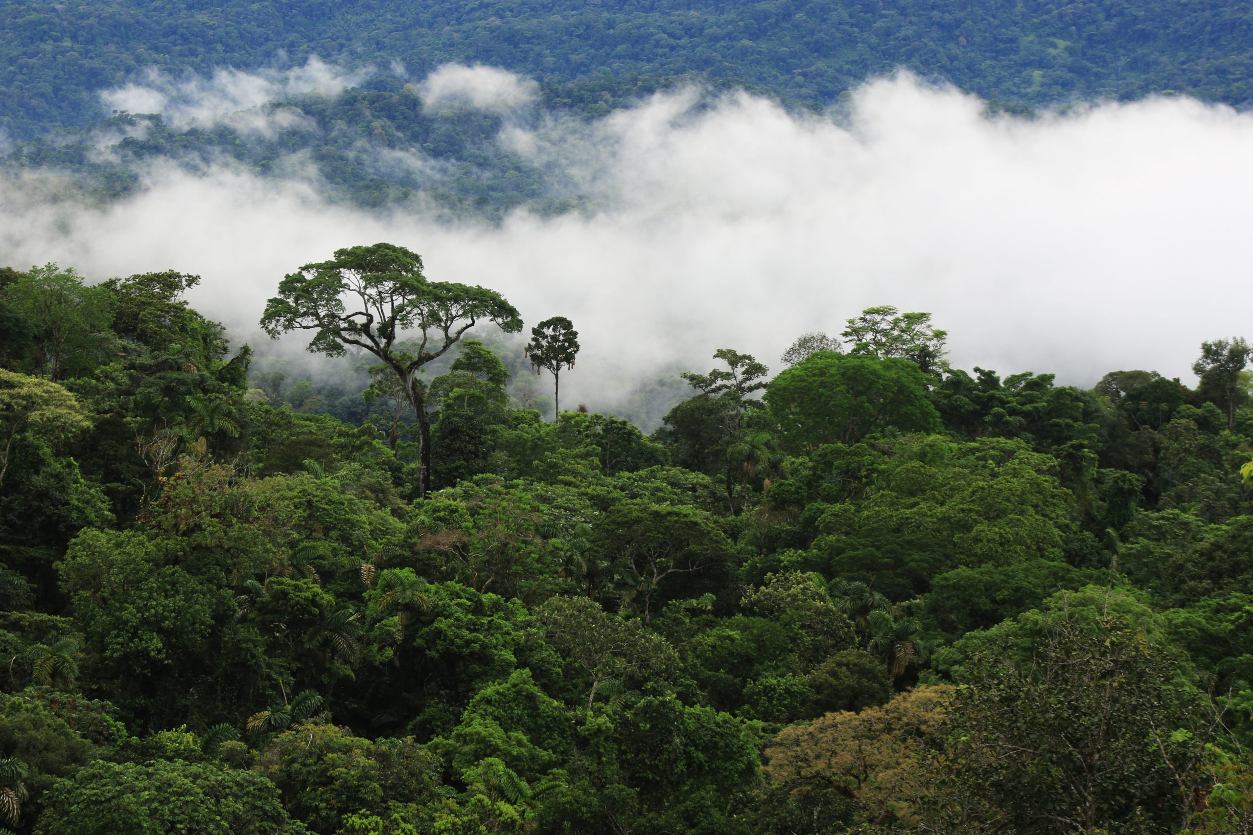 Amazon Rainforest