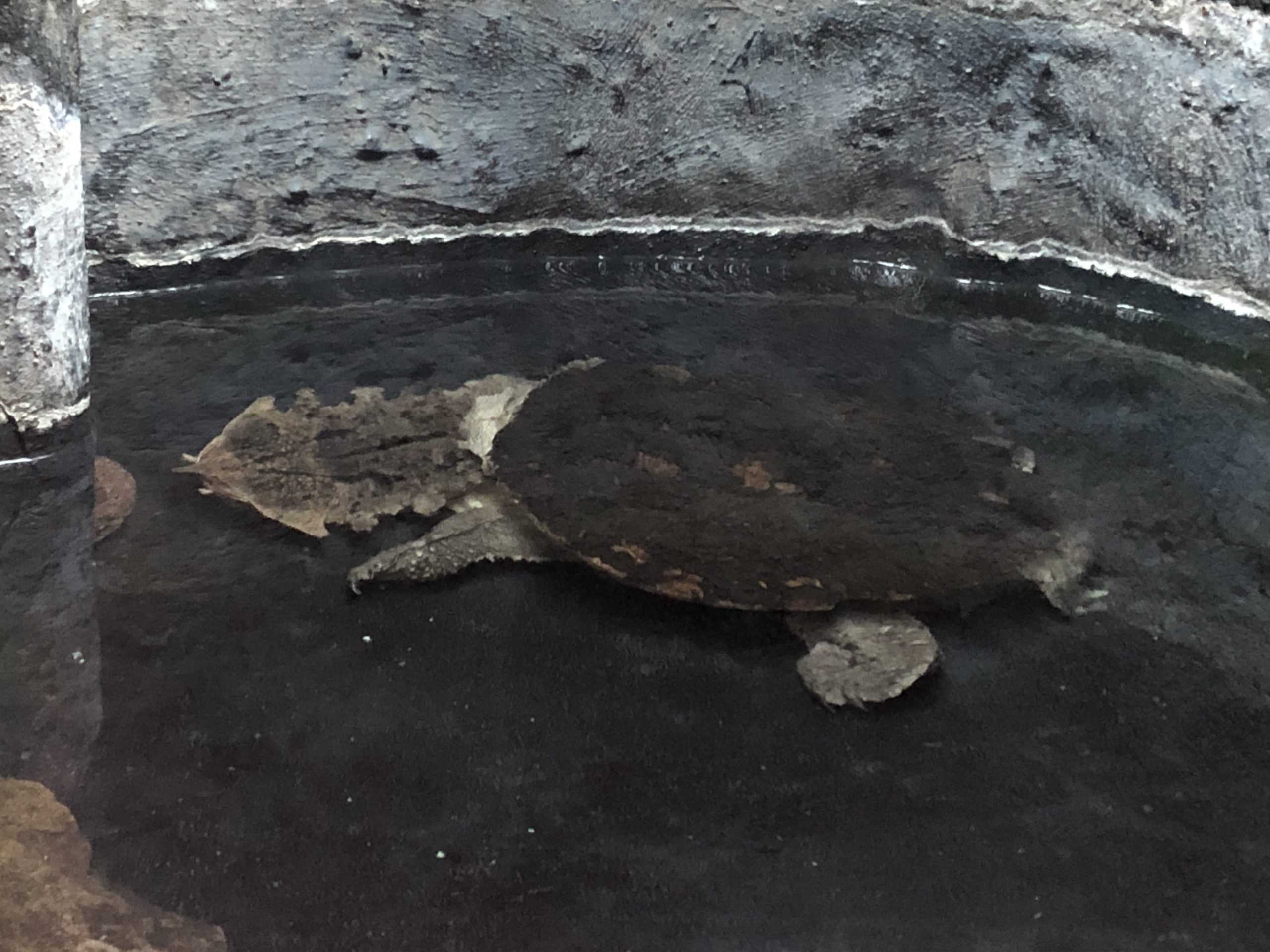Matamata Turtle