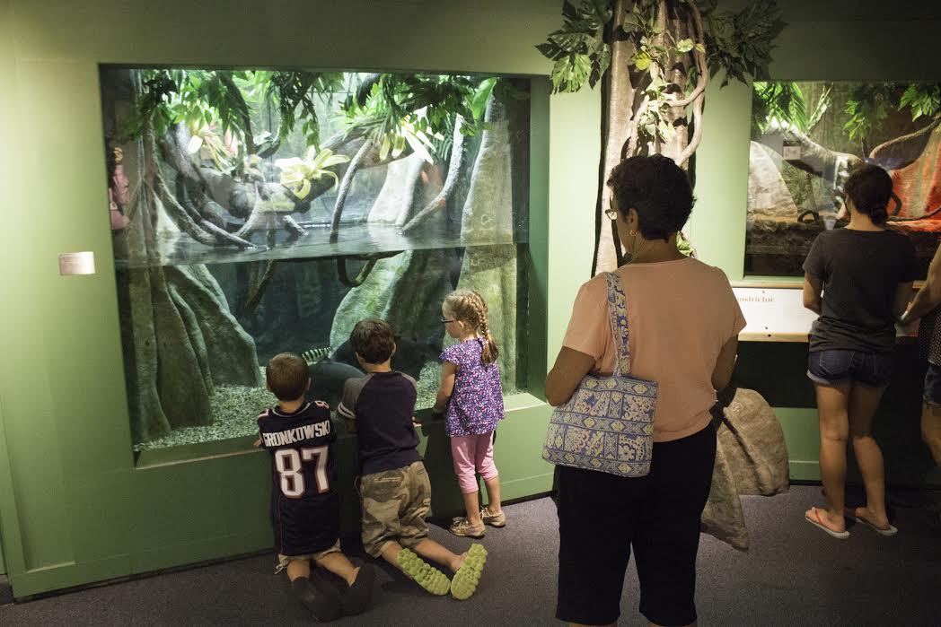 Pacu Habitat in the Live Animal Center