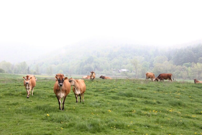 Rainy Day Cows - Distant, 2013