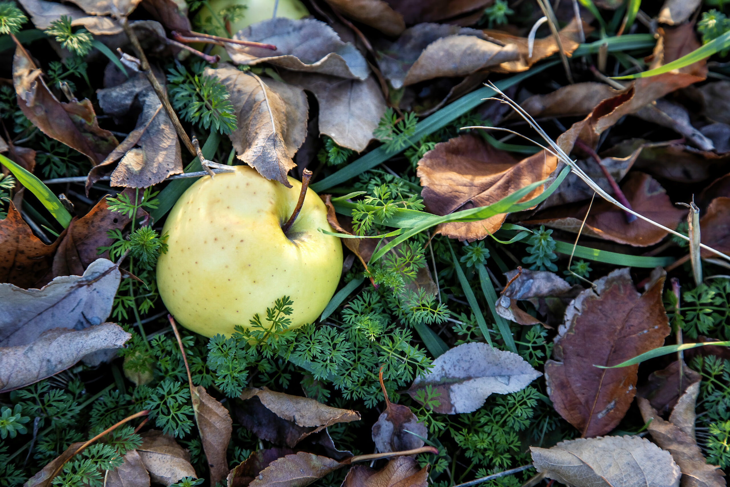 November's Fallen Apple