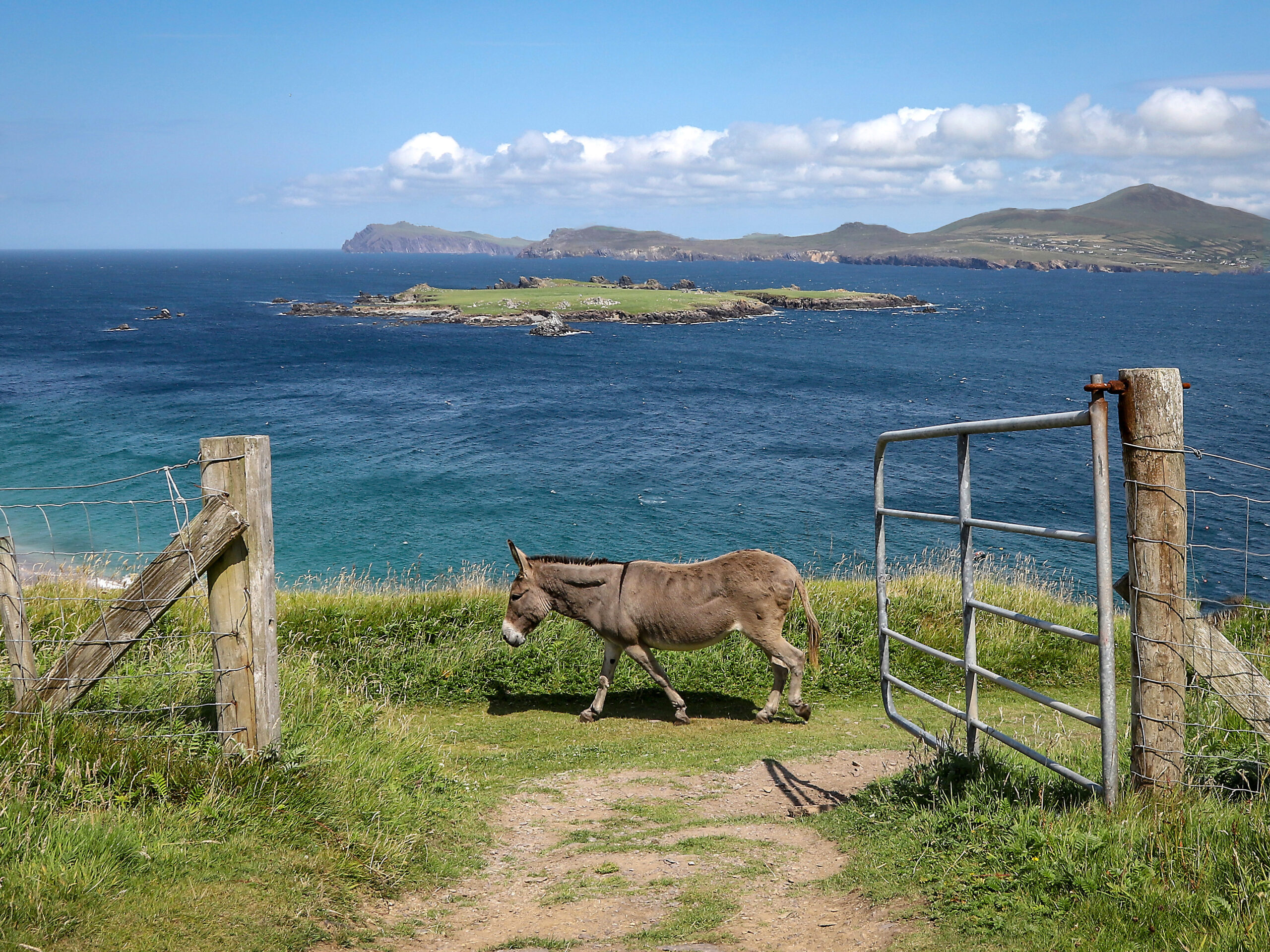Donkey on Great Blasket Island, 2018
