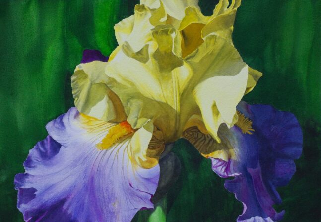 Watercolor painting of irises