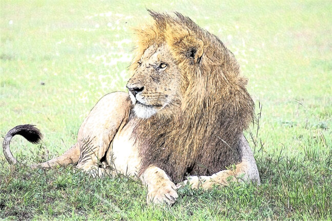 Drawing of an African lion.