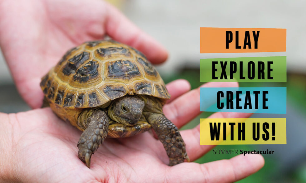 Hands holding a turtle