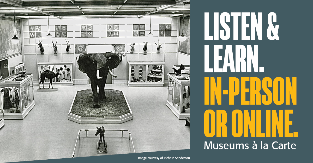 Museum gallery with various taxidermied animals, including an elephant at the center