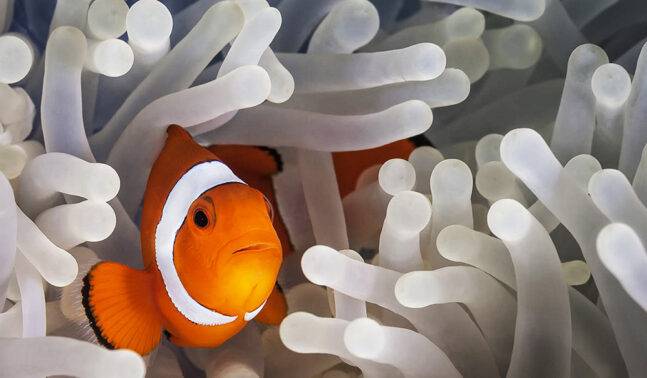 Clown fish hiding in a white sea anemone