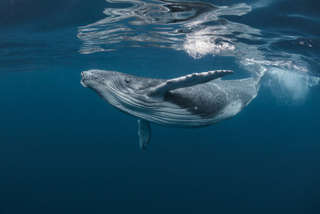 A baby humpback whale plays as it swims near the surface in blue water
