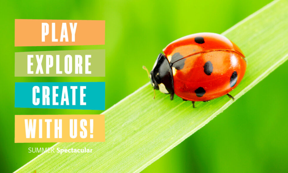 Ladybug on a blade of grass