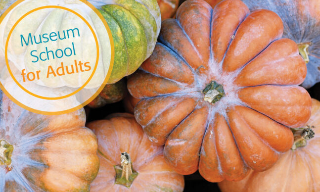 Multicolored pumpkins