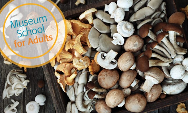 A variety of fresh mushrooms