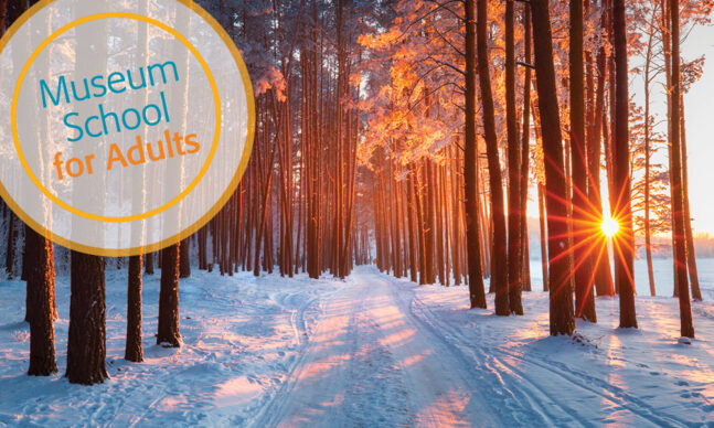 Snow path in winter forest. Evening sun shines through trees.