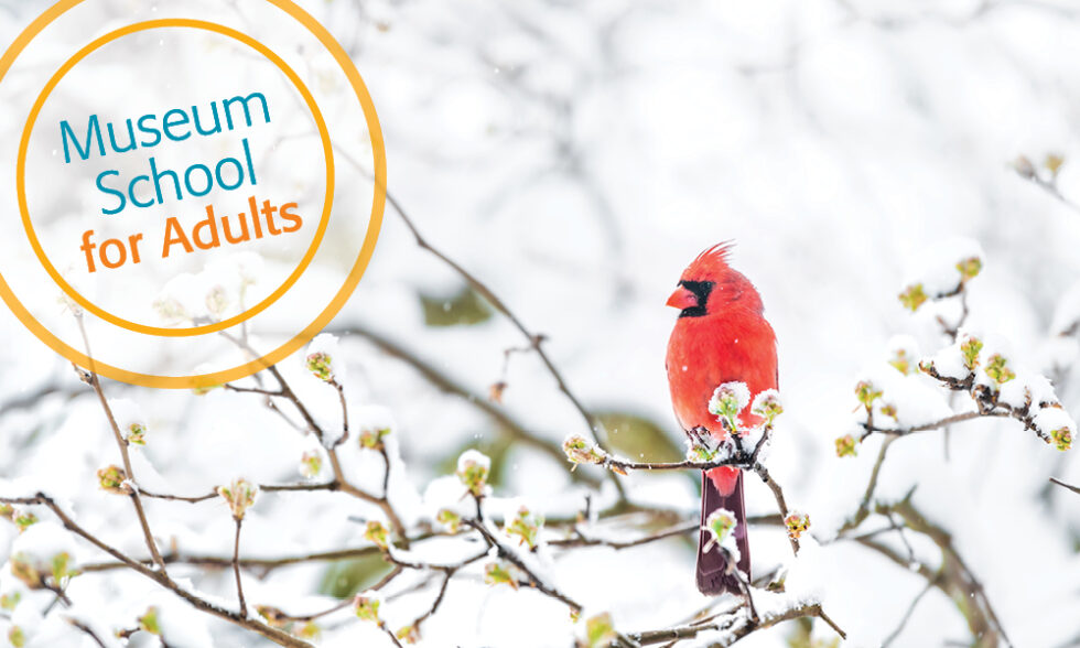 Cardinal perched on a snow-covered tree branch