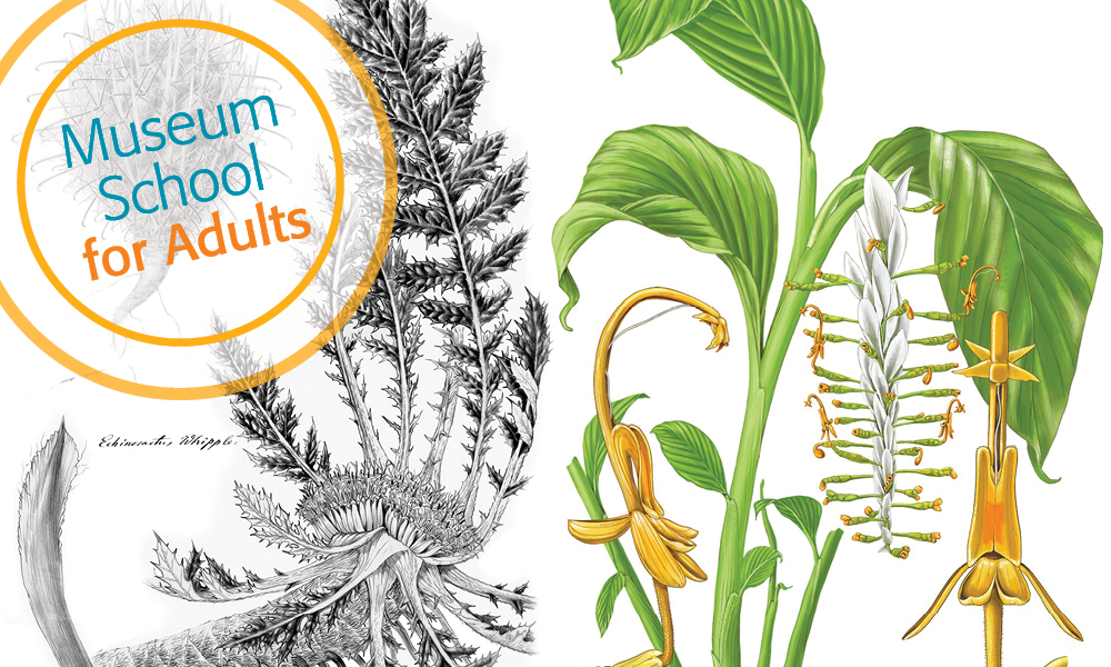 Creating Botanical Illustrations using Layered Media