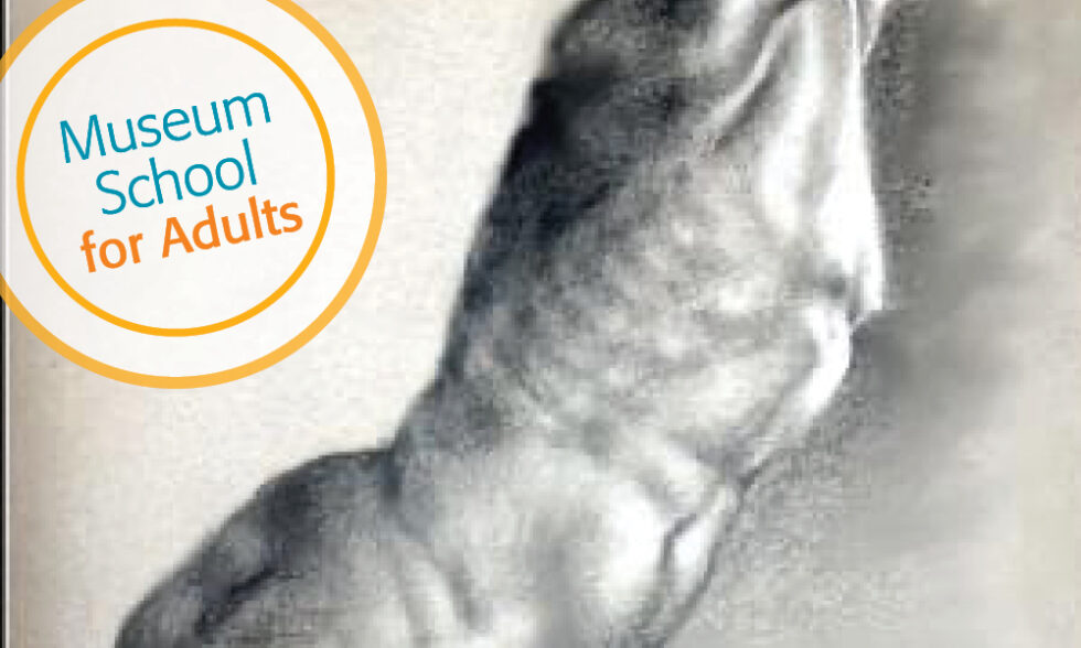 Drawing of human torso