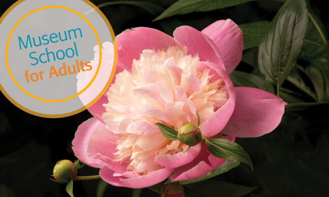 Pink and white peony