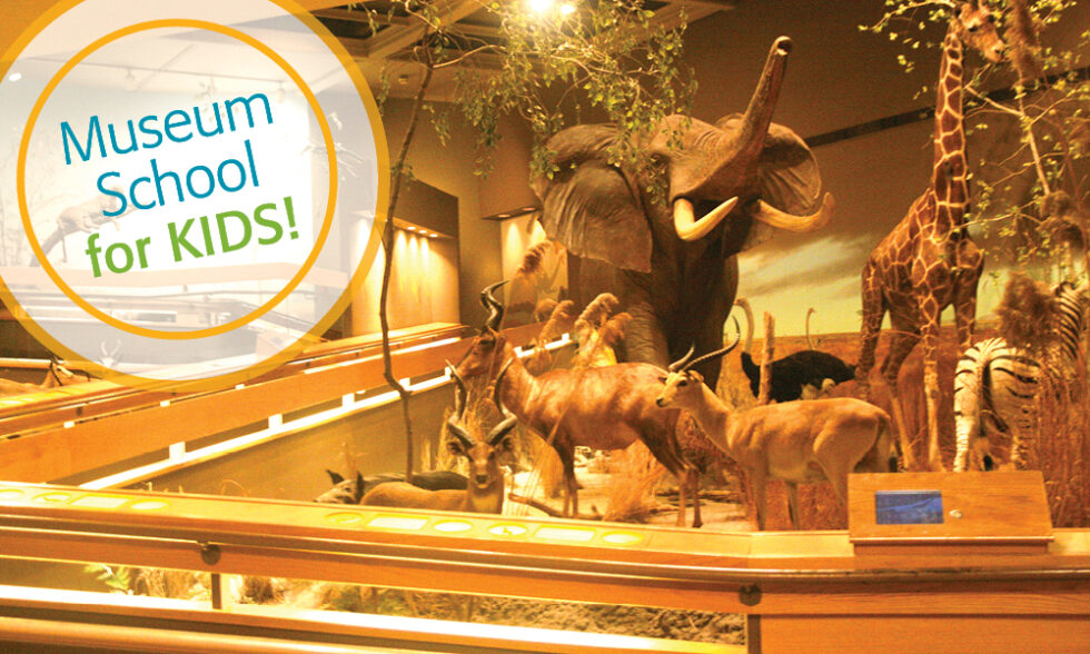 Taxidermy African aniamls