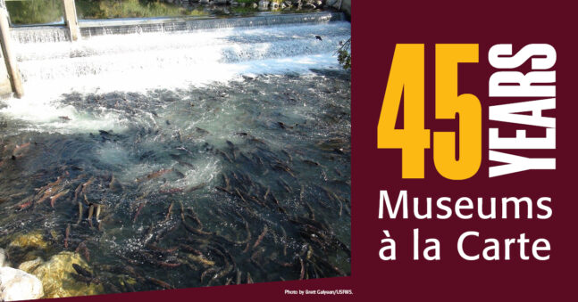 Salmon swimming up river