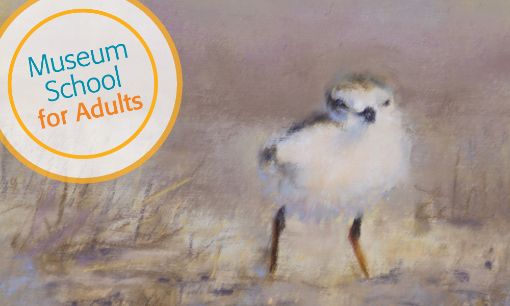 Drawing of sandpiper bird in pastels