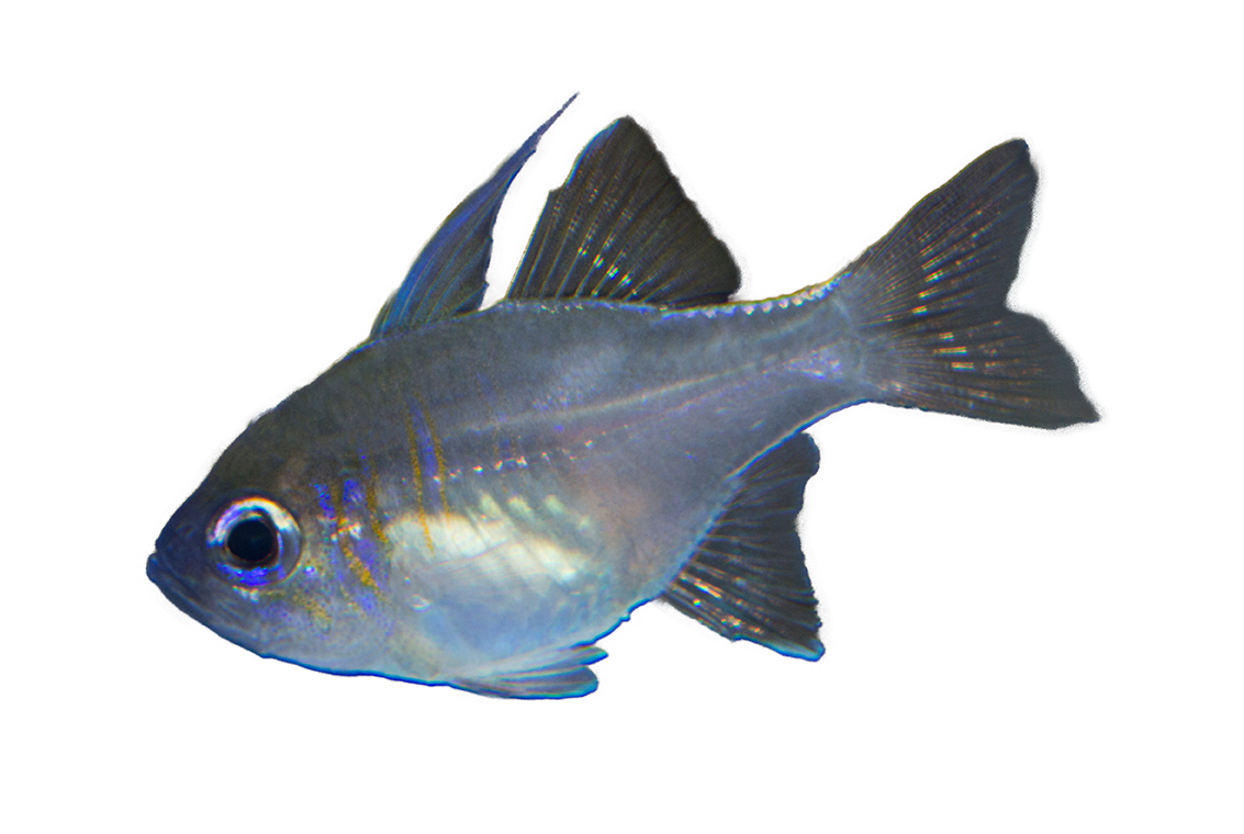 Blue Streak Cardinalfish