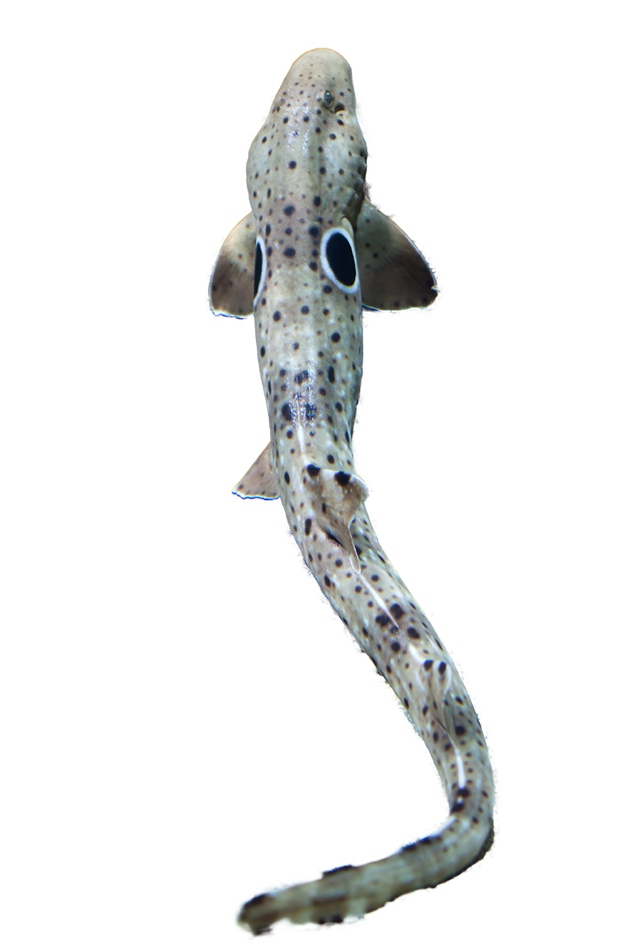 Epaulette Sharks