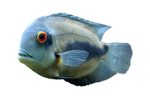 Triangle Cichlid