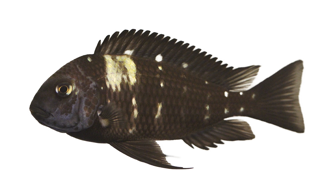 White Spotted Cichlid