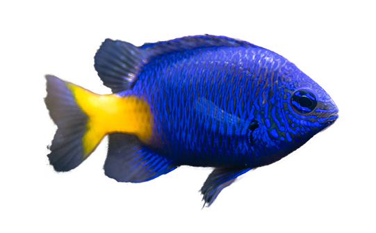 Yellowtail Blue Damselfish