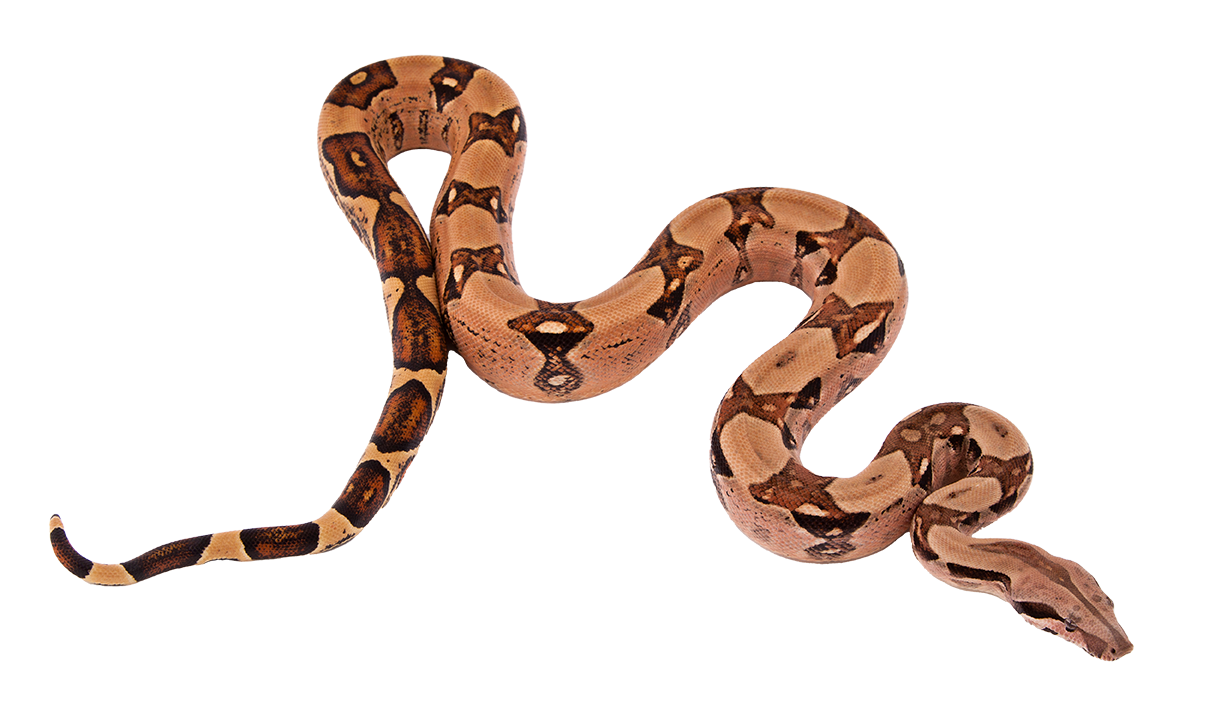 Red-tailed Boa