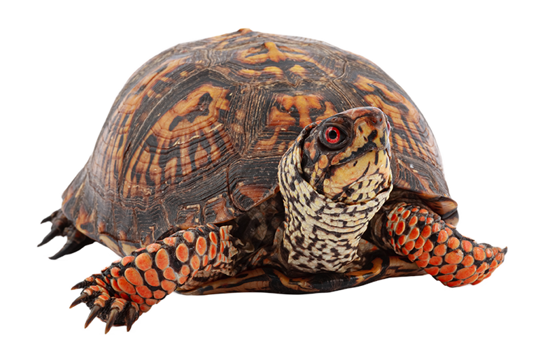 Eastern box turtle