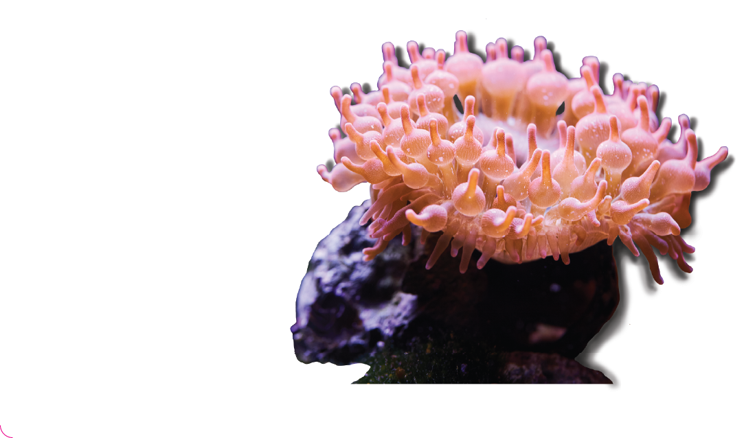 Bubble Tip Anemone
