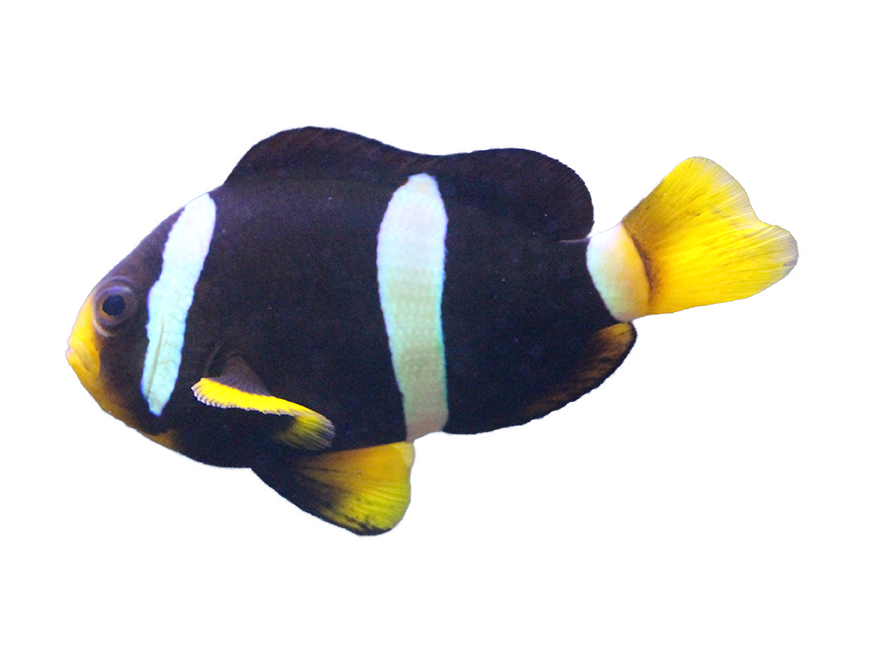 Clark's Clownfish