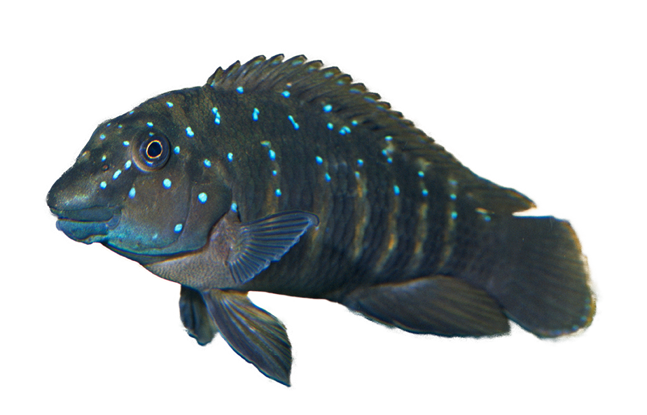 Goby Cichlid