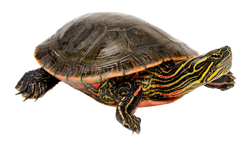 Painted Turtle