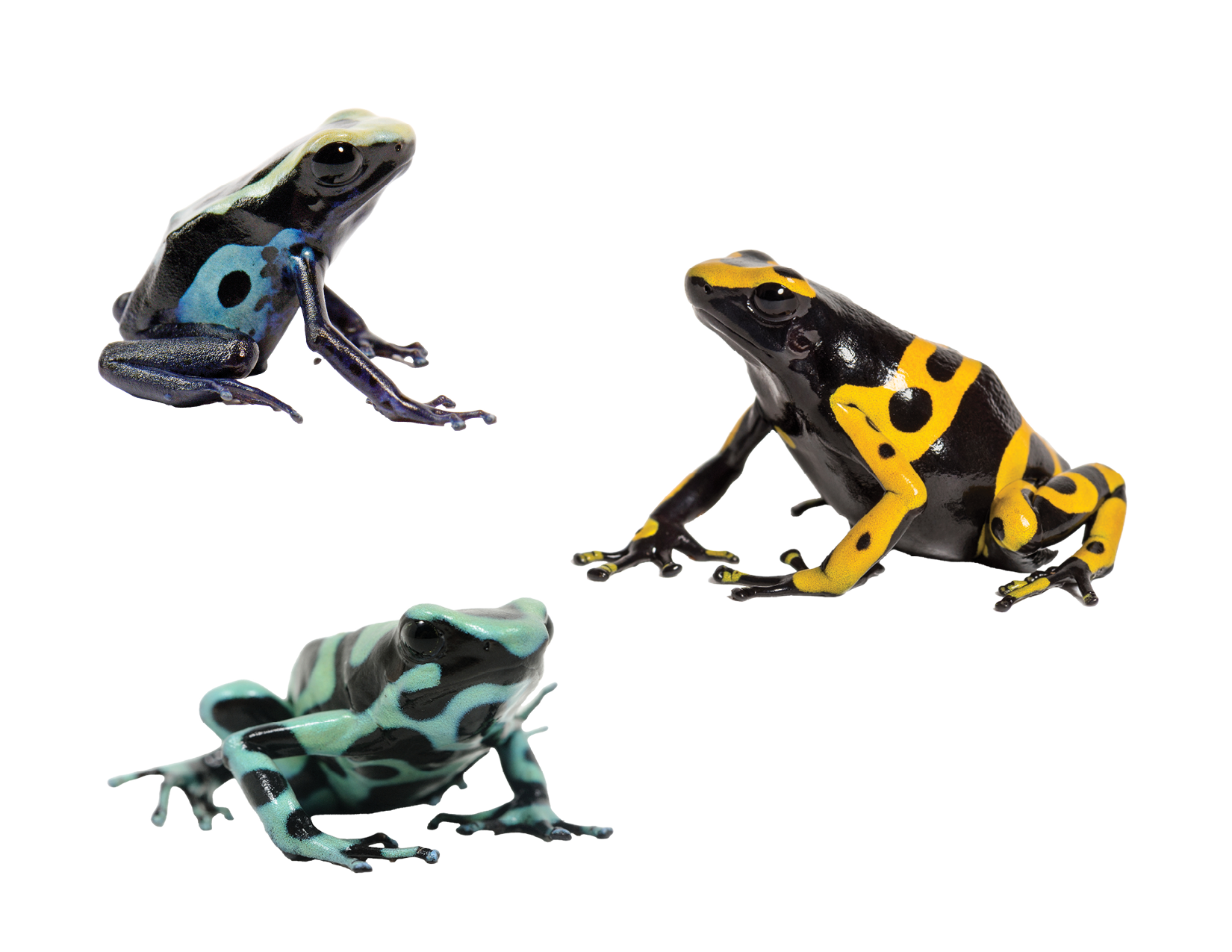 three poison dart frogs