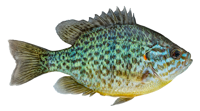 Pumpkinseed fish