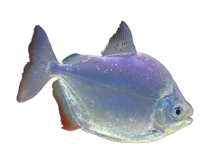 Silver dollar fish