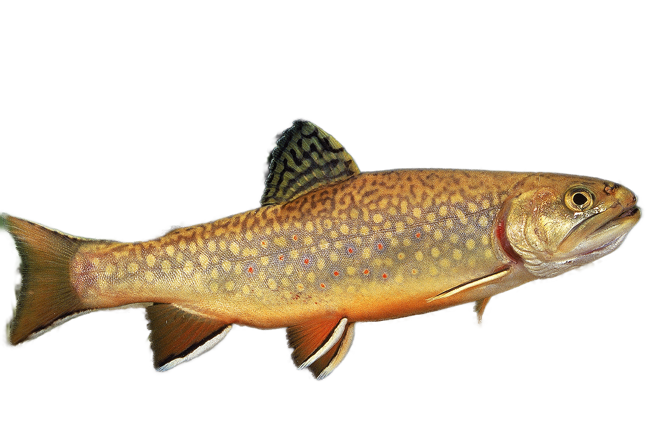 Trout