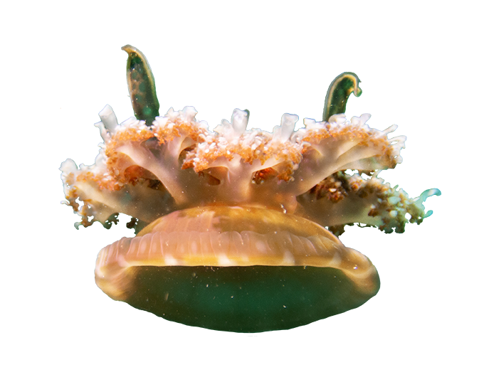 Upside Down Jellyfis