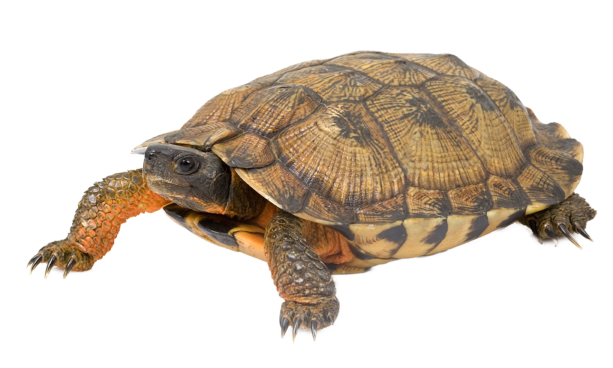 Wood turtle