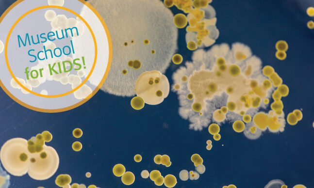 Different shaped Colony of Bacteria viewed under a microscope