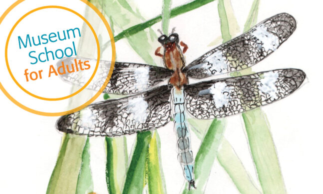 Drawing of dragonfly on blades of grass