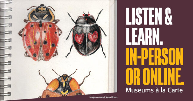 Colorful sketches of beetles