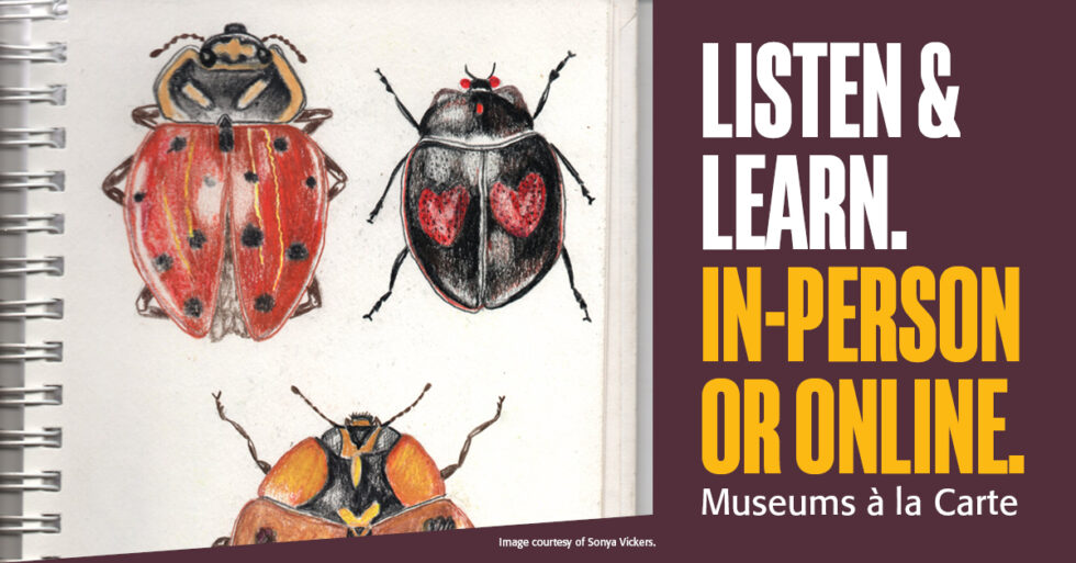 Colorful sketches of beetles