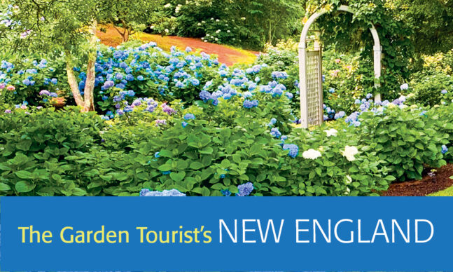 Garden with blue hydrangea