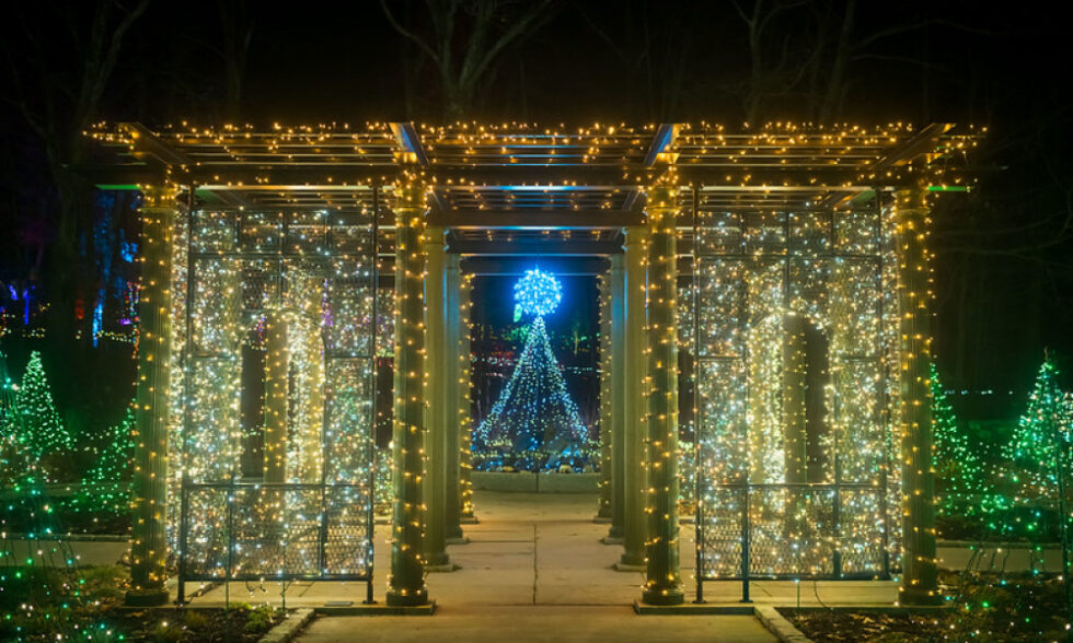 Holiday light display in a botanic garden